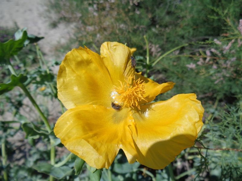 Melolonthidae: Paratriodonta cinctipennis